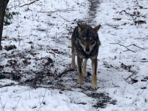 Trekking on the traces of the wolf gallery