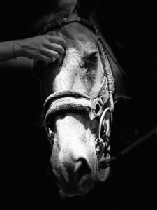 La transumanza dei cavalli al Voltigno, 26 Novembre 2023 gallery