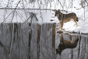 Visitor Center of the Hybrid Wolf, Penne gallery