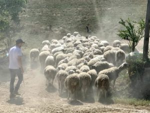 A day with the shepherd in the mountains of Gran Sasso gallery