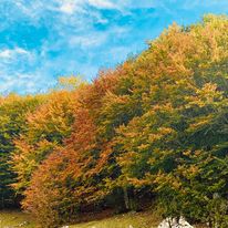Foliage in Abruzzo: ammirare le foglie d’Autunno gallery